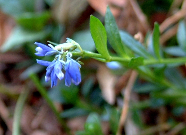piantina da determinare - Polygala sp.